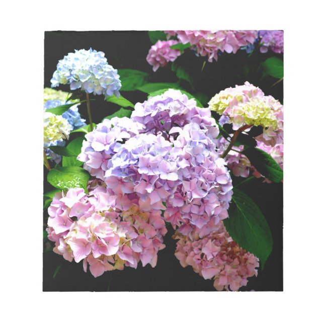 Bloco De Notas Jardim Hydrangea, rosa, azul, floral roxo (Frente)