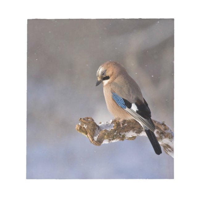 Bloco De Notas Jay Bird no inverno (Frente)