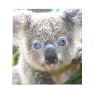 Bloco De Notas Koala Bears