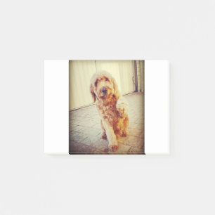 Bloco De Notas labradoodle