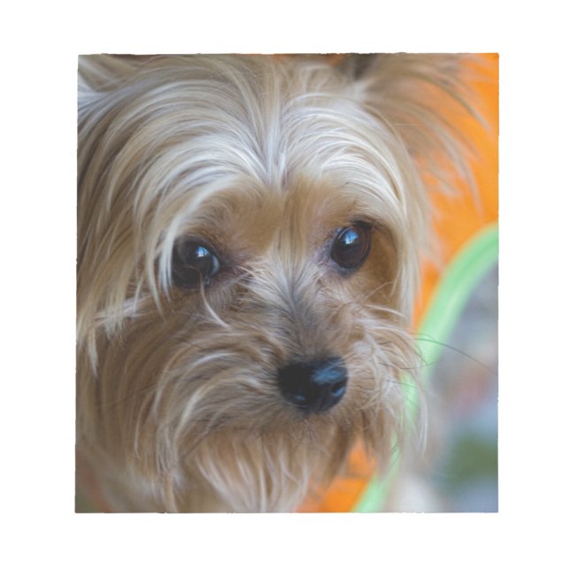 Bloco De Notas Lady Yorkshire Terrier Puppy (Frente)