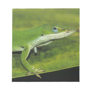 Bloco De Notas Lagarto-verde, Anolis carolinensis, adulto em palm