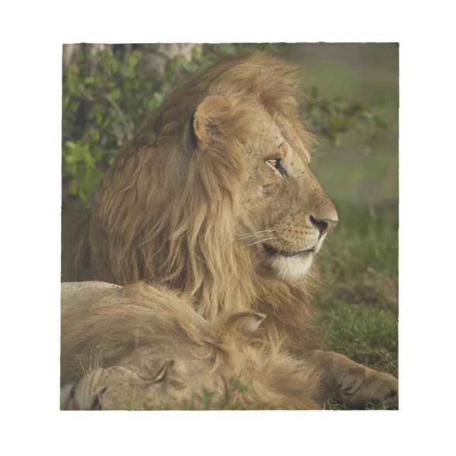Bloco De Notas Leão, Panthera leo, Lower Mara, Masai Mara GR, (Frente)