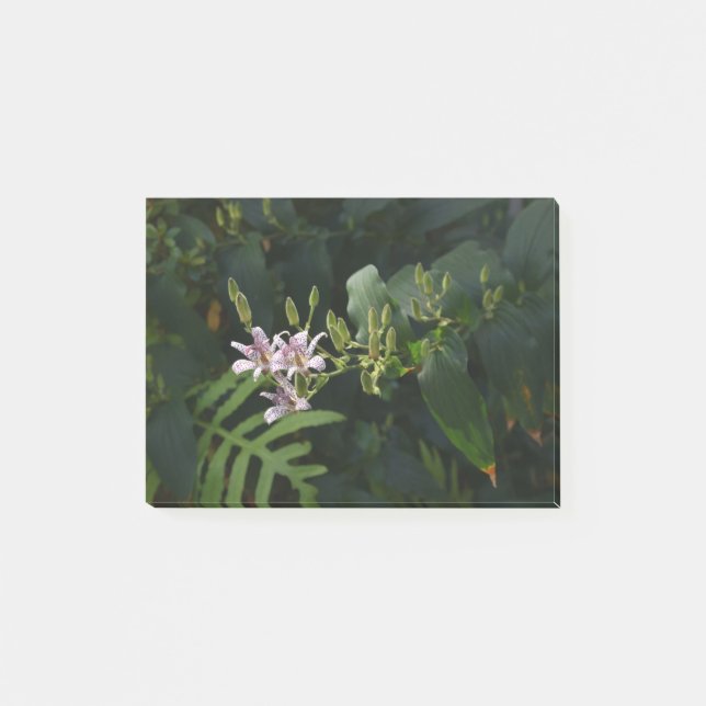 Bloco De Notas Levou A Lily À Luz Da Frente. (Frente)