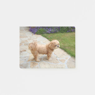 Bloco De Notas Lhasa Apso cão num jardim