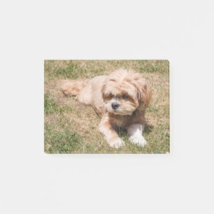 Bloco De Notas Lhasa Apso dog