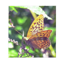 Linda borboleta laranja e preta