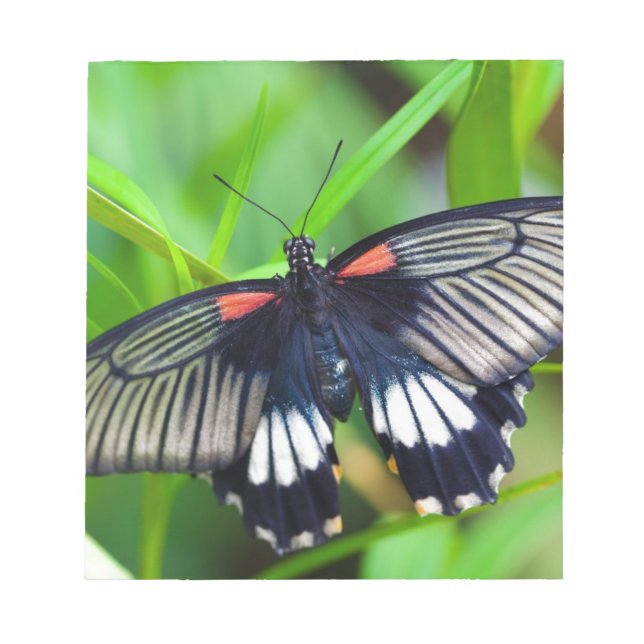 Bloco De Notas Linda borboleta negra, branca e vermelha (Frente)