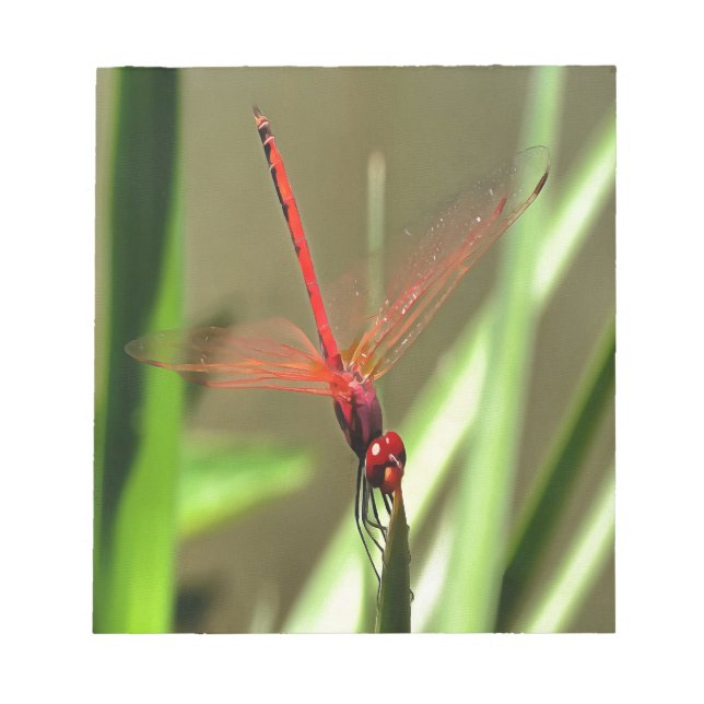 Bloco De Notas Linda pintura acrílica do Firecracker Dragonfly (Frente)