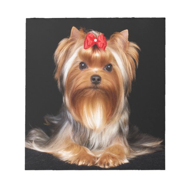 Bloco De Notas Lindo Yorkshire Terrier (Frente)
