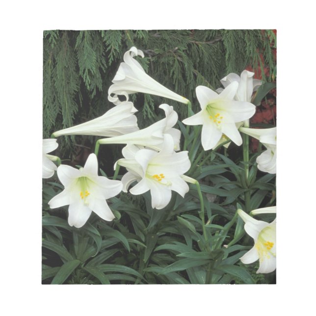 Bloco De Notas Lírio-de-Natal (Lilium regale) (Frente)