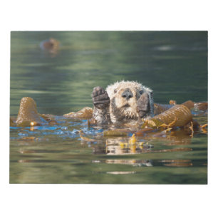 Bloco De Notas Lontra de mar de ondulação