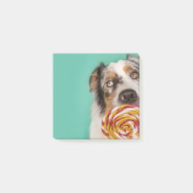 Lustiger Australian Shepherd Hund mit Lolli
