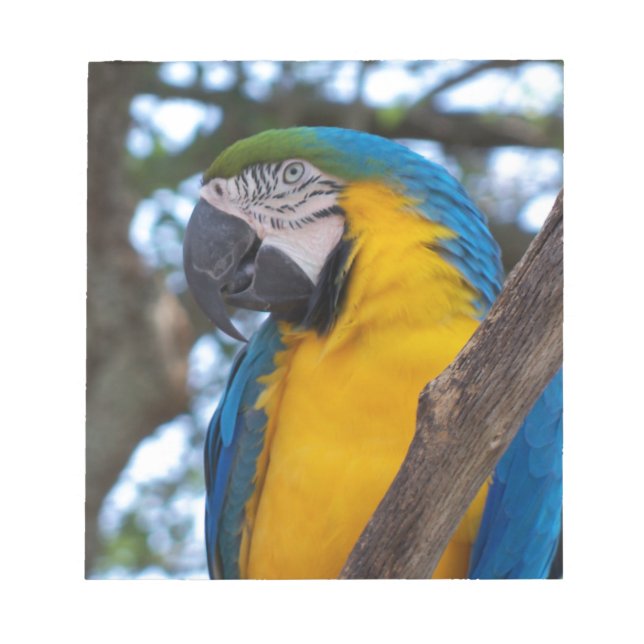 Bloco De Notas Maca tropical verde-amarela e azul (Frente)