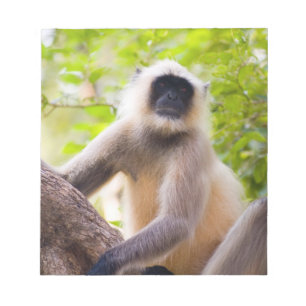 Bloco De Notas Macaco na selva do Parque Nacional de Ranthambore