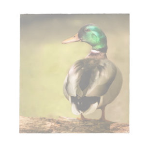 Bloco De Notas Mallard Duck