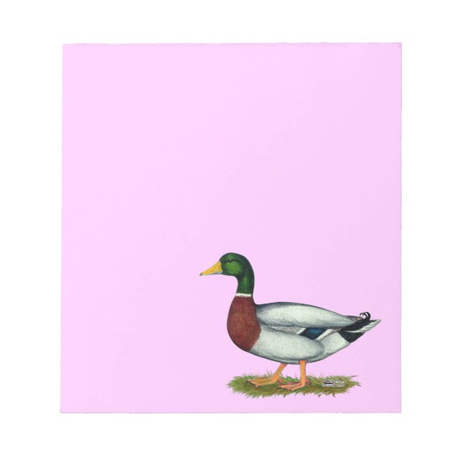 Bloco De Notas Mallard Duck Drake (Frente)