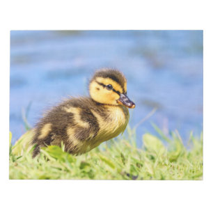 Bloco De Notas Mallard Duckling