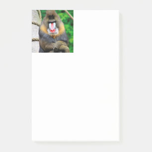 Bloco De Notas Mandrill 001