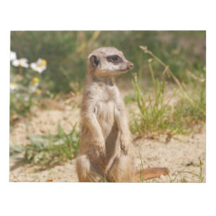 Bloco De Notas Meerkat 2014-0901