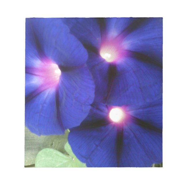 Bloco de Notas Memo Flor de Glória da Manhã (Frente)