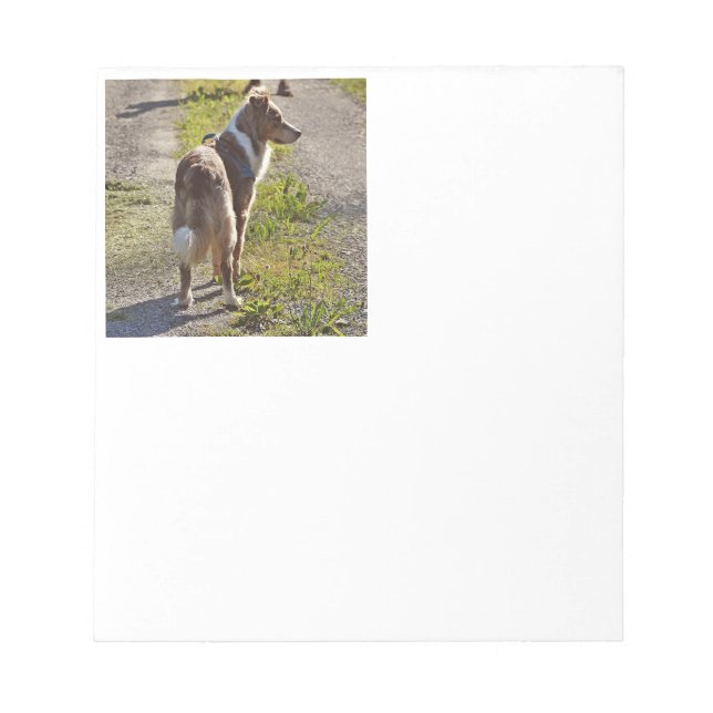 Bloco De Notas Miniature American Shepherd Vermelho Merle com Cau (Frente)