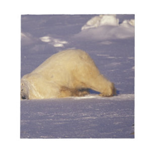 Bloco De Notas NA, Canadá, Manitoba, Churchill, Urso polar