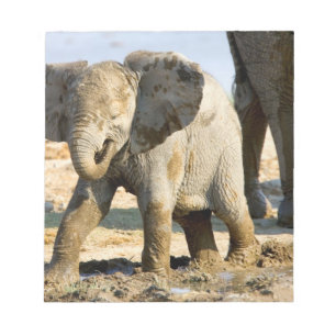 Bloco De Notas Namíbia, África: Bebê Elefante Africano