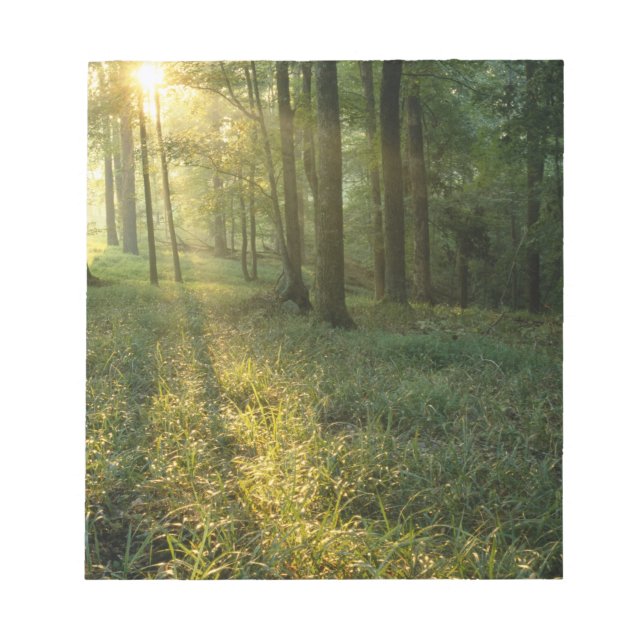 Bloco De Notas Nascer do sol através da floresta de carvalho e no (Frente)