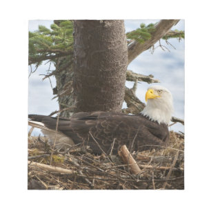 Bloco De Notas Nesting Bald Eagle