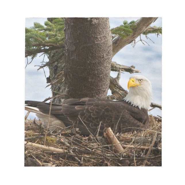 Bloco De Notas Nesting Bald Eagle (Frente)