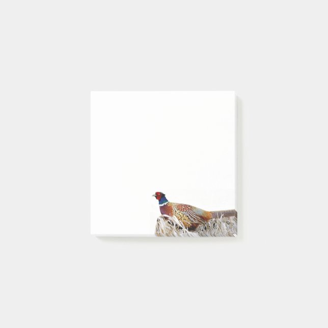 Bloco De Notas Notas de Faisão-de-pescoço-anilado 3x3 (Frente)