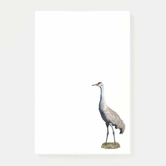 Bloco De Notas Notas de Sandhill Crane Foto 4x6 (Frente)