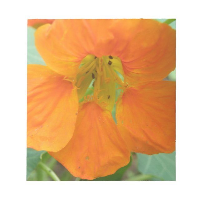 Bloco De Notas Notepad bonito de Nasturtium Laranja (Frente)