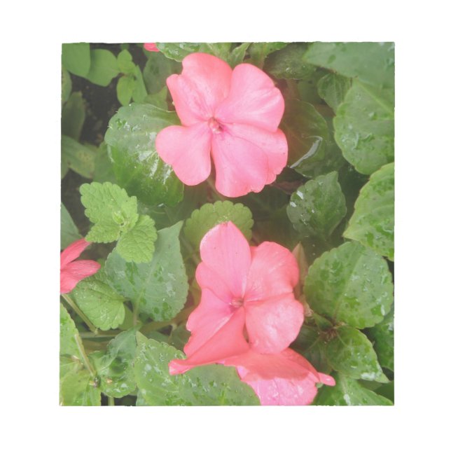 Bloco De Notas Notepad de Flores de Impatiens Rosa (Frente)