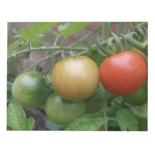 Bloco De Notas Notepad de Tomates Luzes de Trânsito