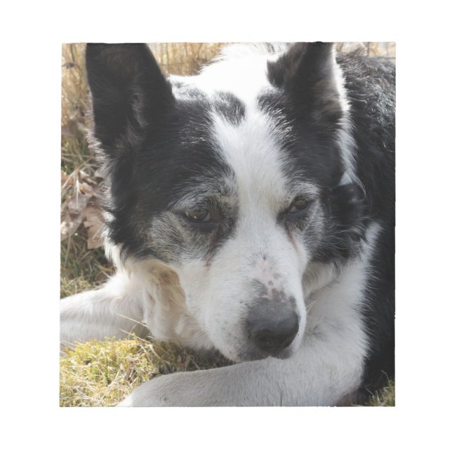 Bloco De Notas Notepad Negro de Cães de Bovinos Australianos (Frente)