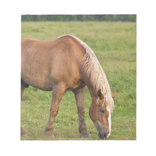 Bloco De Notas Novo Brunswick, Canadá. Cavalo no campo.