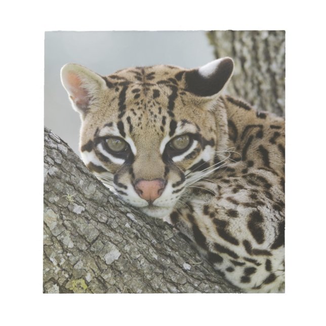 Bloco De Notas Ocelot, Felis pardalis, cativo, fêmea descansando  (Frente)