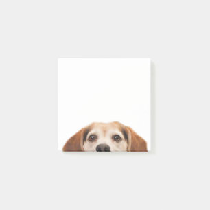 Bloco De Notas Olá, Gatinho Engraçado, Cachorro Moderno.