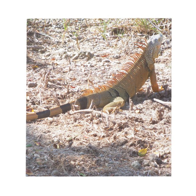 Bloco De Notas Orange Iguana caça (Frente)