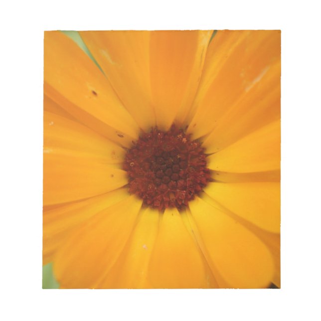 Bloco De Notas Orange Rain Daisy Notepad (Frente)