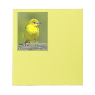 Bloco De Notas Orchard Oriole - Fotografia Original