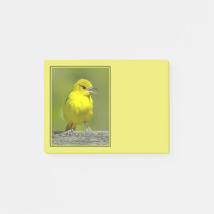 Bloco De Notas Orchard Oriole - Fotografia Original