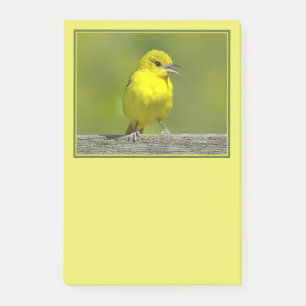 Bloco De Notas Orchard Oriole - Fotografia Original
