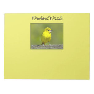 Bloco De Notas Orchard Oriole - Fotografia original