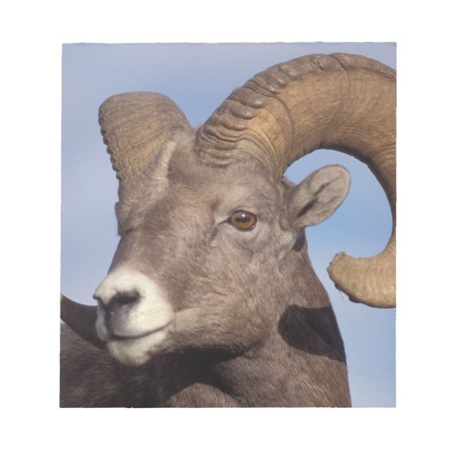 Bloco De Notas ovelhas de chifre, ovelhas de montanha, Ovis canad (Frente)