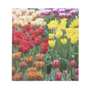 Bloco De Notas Países Baixos, Jardins Keukenhoff, tulipas.