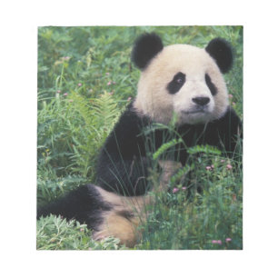Bloco De Notas Panda gigante na grama, Vale de Wolong, Sichuan