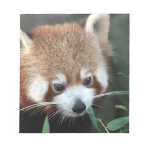 Bloco De Notas Panda Vermelho, Taronga Zoo, Sydney, Austrália